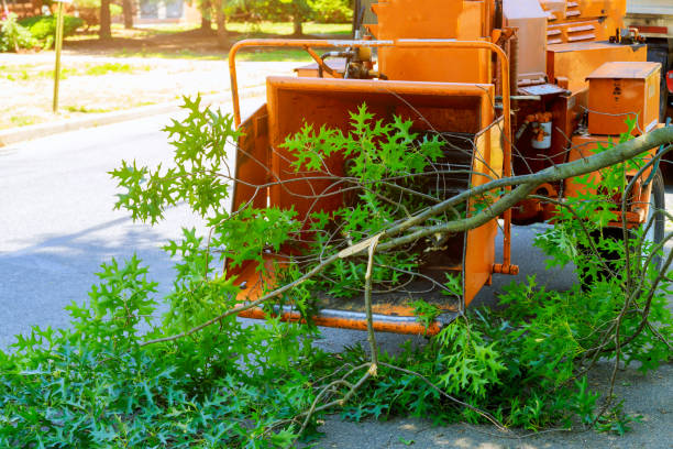 Best Dead Tree Removal  in Bloomingdale, NJ